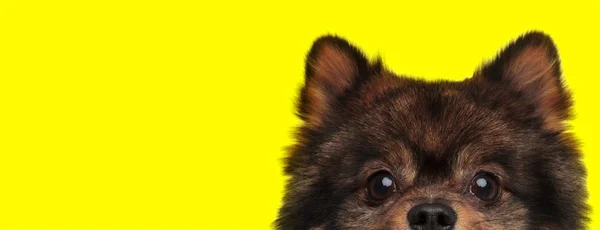 Plujący pies z brązowym futrem ukrywający twarz przed kamerą — Zdjęcie stockowe