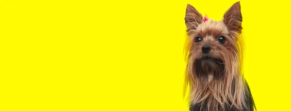 Yorkshire terrier kutya barna szőrme néz kamera boldog — Stock Fotó