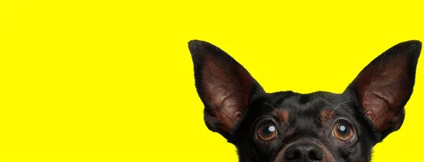Pincher kutya pózol csak fél fej kitéve — Stock Fotó