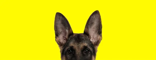 German shepherd dog looking at camera with face partially hidden — Stock Photo, Image