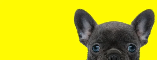 Franse bulldog hond met zwarte vacht gezicht verbergen van camera — Stockfoto