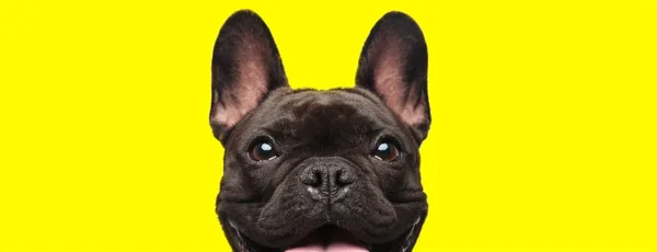 French bulldog dog looking at camera with joy — 스톡 사진