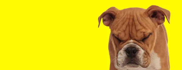 Kahverengi kürklü güzel İngiliz bulldog köpeği — Stok fotoğraf