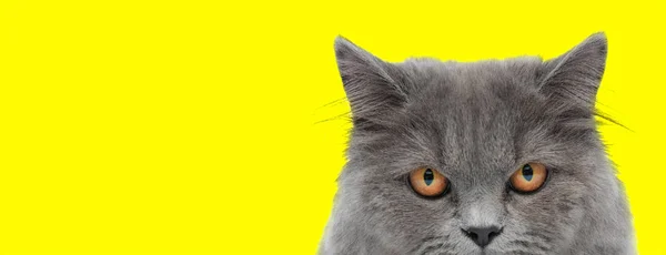 Британский длинноволосый кот прячется и смотрит на свою цель — стоковое фото