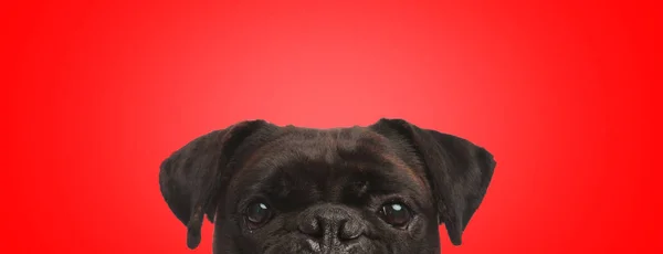Боксерская собака с коричневым мехом прячется и смотрит в камеру — стоковое фото