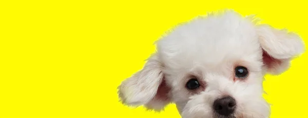 Bichon cão com pele branca escondendo e olhando para a câmera — Fotografia de Stock