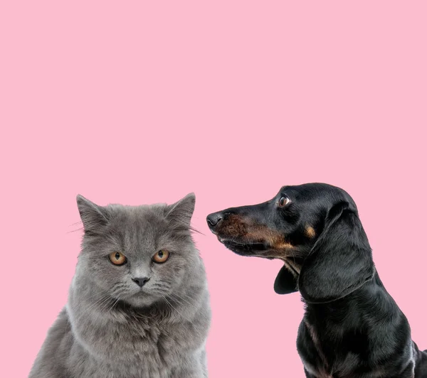 Team of british long hair cat and teckel dachshund — Stock Photo, Image