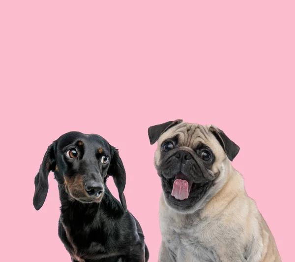 Zespół teckel dachshund i mops na różowym tle — Zdjęcie stockowe