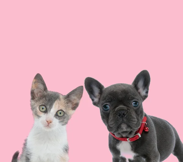 Team of metis cat and french bulldog on pink background — 스톡 사진