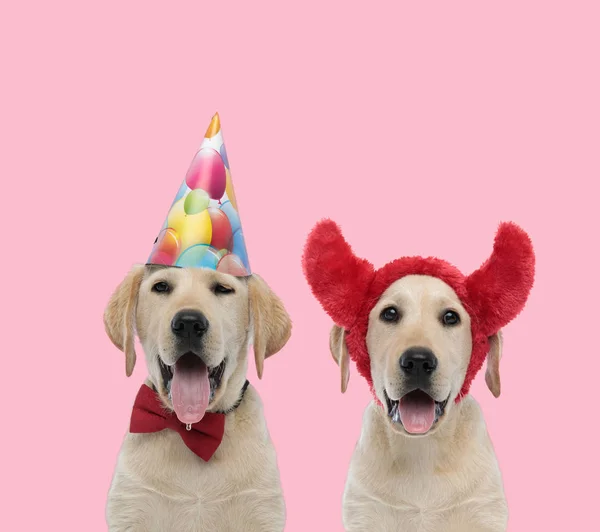 Team of two labradors retrievers on pink background — 스톡 사진