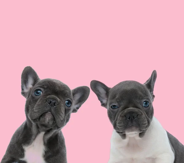 Squadra di due bulldog francesi su sfondo rosa — Foto Stock