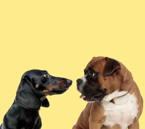 Şirin bir çift tekel ve boksör köpeği birbirlerine bakıyor. — Stok fotoğraf