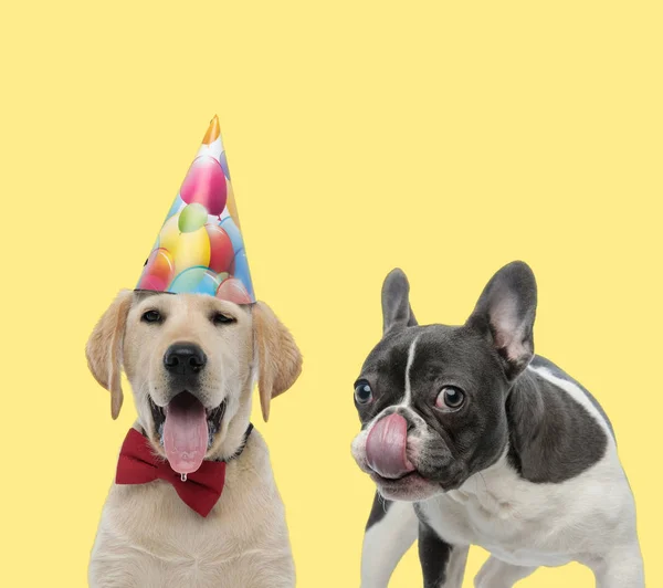 Bonito casal de cães saindo língua feliz — Fotografia de Stock