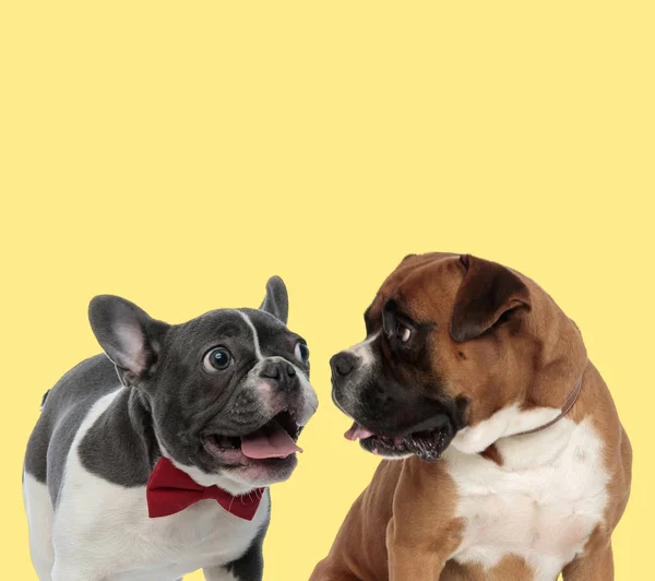 Francês Bulldog e Boxer cão saindo da língua — Fotografia de Stock