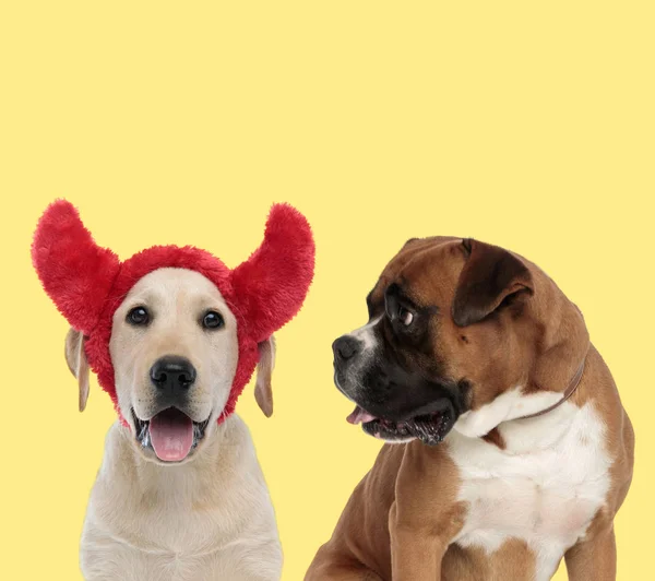 Couple de chiens portant des cornes du diable et haletant — Photo