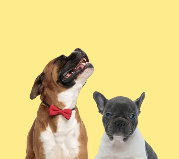 Couple of dogs howling sad and looking at camera — 스톡 사진