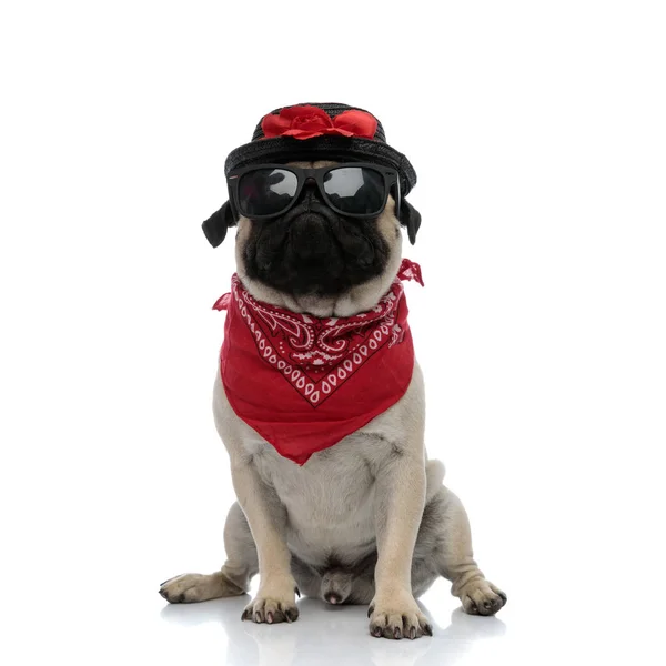 Pug perturbado vestindo bandana vermelha, óculos de sol e um chapéu preto — Fotografia de Stock