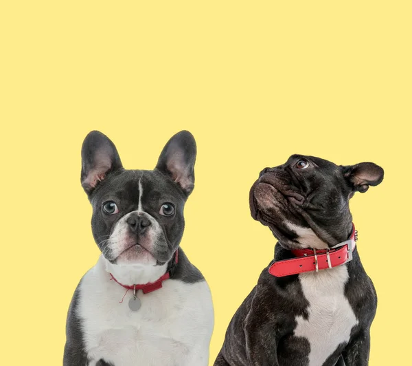 İki Fransız bulldog köpeği oturuyor ve yukarı bakıyor. — Stok fotoğraf