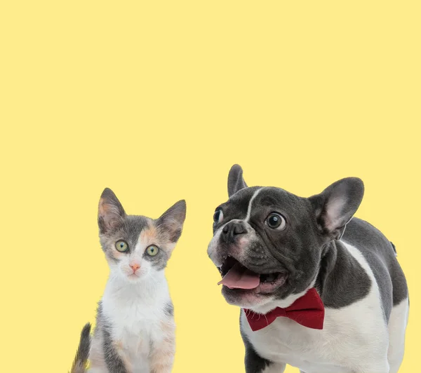 Paar kat en hond zitten met tong uit gelukkig — Stockfoto