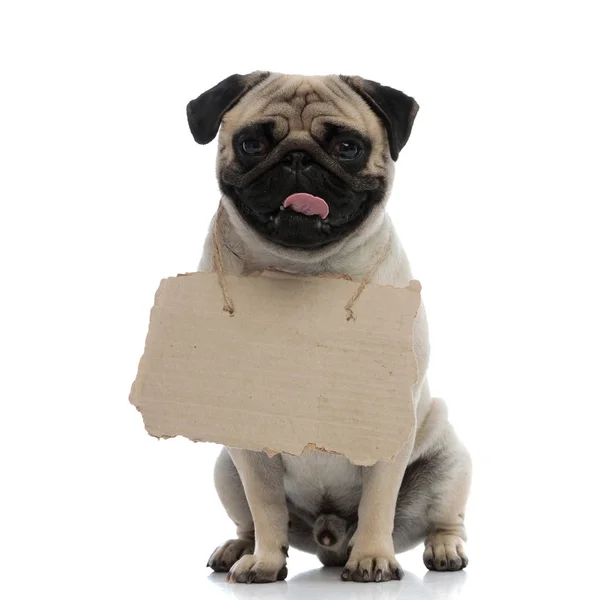 Cheerful pug panting and holding a sign around his neck — Stock Photo, Image