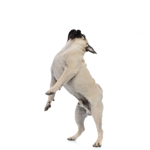 Side view of an adorable pug looking up and jumping — 스톡 사진