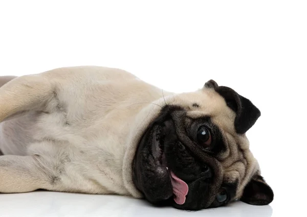 Pug alegre ofegante enquanto estabelece em um lado — Fotografia de Stock