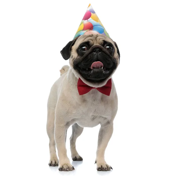 Pug alegre ofegante e sorrindo ao usar um chapéu de aniversário — Fotografia de Stock