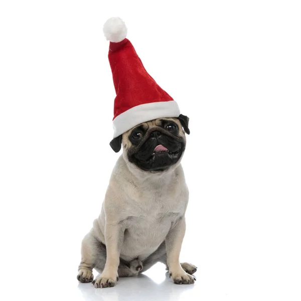 Precioso pug jadeando y usando un sombrero de Santa Clause — Foto de Stock