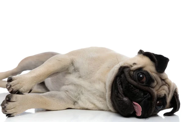 Adorable pug panting and laying down on a side — Stock Photo, Image