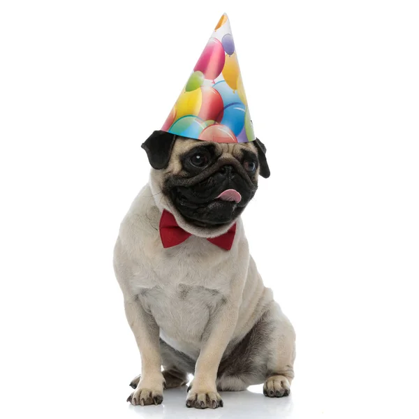 Pug ansioso gostando de seus lábios enquanto usava um chapéu de aniversário — Fotografia de Stock