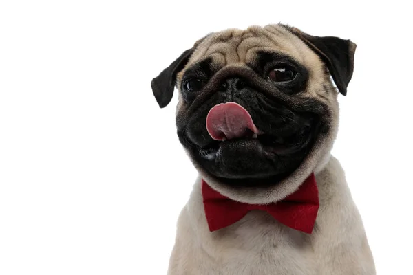 Charming pug wearing a red bow tie and panting — 스톡 사진