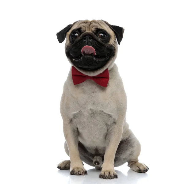 Lovely pug wearing a red bowtie and panting — 스톡 사진