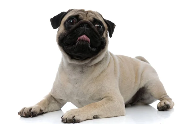 Adorable pug panting and looking away — 스톡 사진