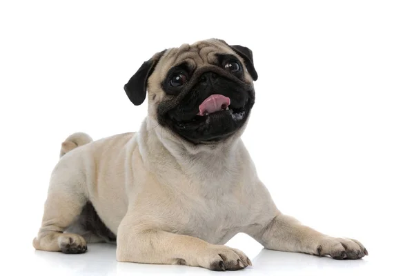 Lovely pug panting and looking forward — 스톡 사진