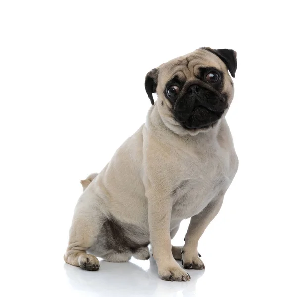 Unsure pug looking around and waiting — 스톡 사진