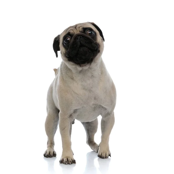 Adorable pug puppy looking and stepping forward — 스톡 사진