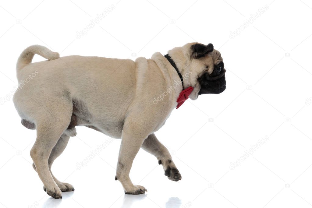 Frightened pug wearing a bow tie and silently walking