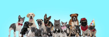 Farklı cinsten meraklı kedi ve köpekler.
