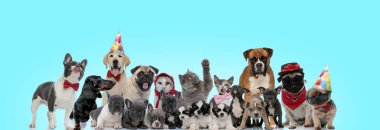 Mutlu kedi ve köpekler bir arada duruyorlar.