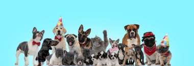 Farklı cinsten şirin kediler ve köpekler bir arada duruyorlar.