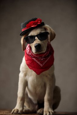 Şapka, güneş gözlüğü ve bandana takan sevimli Labrador Retriever.