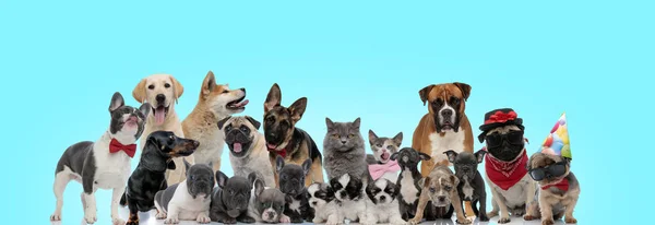 Šťastná velká skupina zvířat stojí pohromadě — Stock fotografie