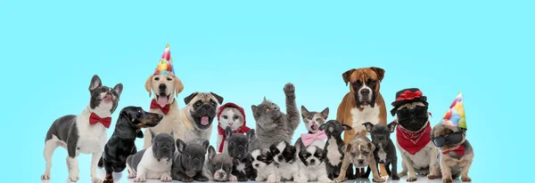 Gruppe lykkelige hunder og katter som står sammen – stockfoto