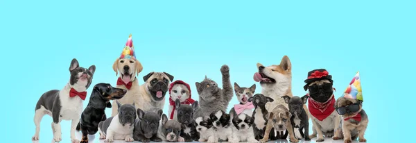 Large group of funny looking cats and dogs on blue background — Stock Photo, Image