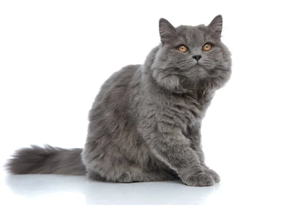 British longhair cat sitting and looking up ready to jump — Stock Photo, Image
