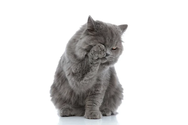 Britânico longhair gato sentado e limpar-se até — Fotografia de Stock