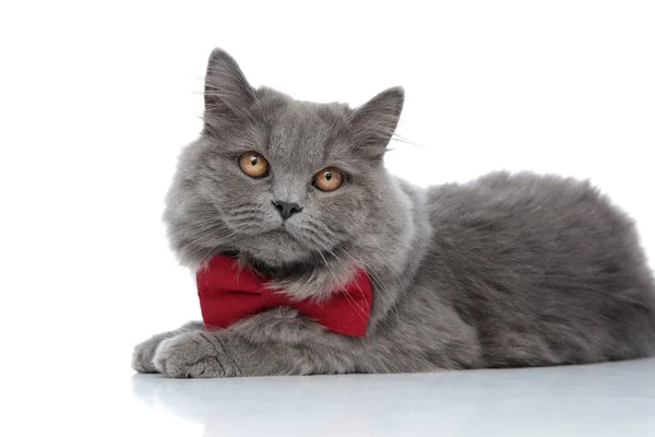 Britânico longhair gato deitado sem ocupação grave — Fotografia de Stock