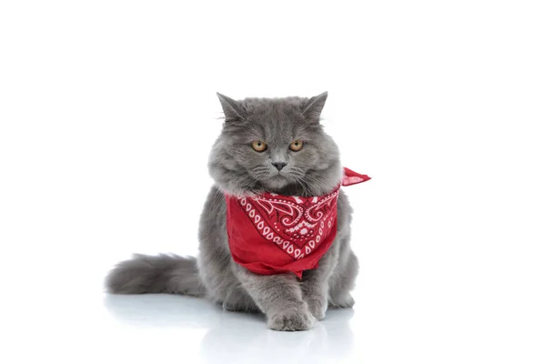 Brit longhair macska ül és látszó elõre komoly — Stock Fotó
