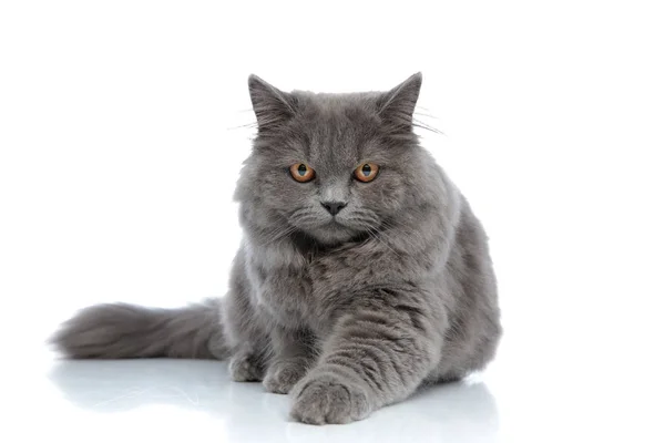 British longhair cat lying down with one paw forward — Stock Photo, Image