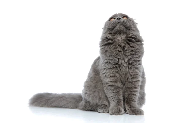 Britský dlouhosrstý kočka sedí a vzhlíží ostražitý — Stock fotografie